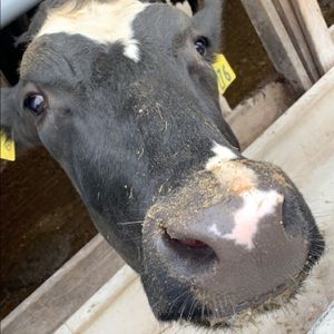 Meet your Posher, Kiana